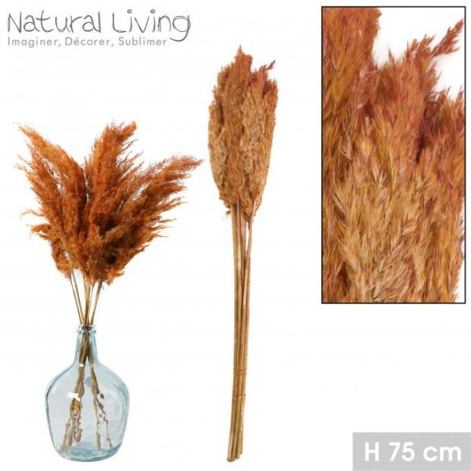 NATURAL LIVING - PAMPA TEINTE TERRACOTTA X10PCS