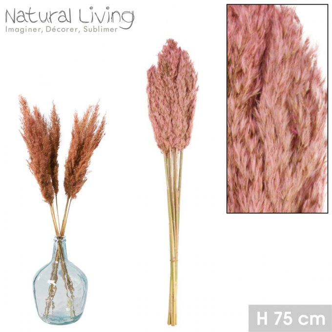 Fleurs séchées- Pampas teinte Rose x10pcs