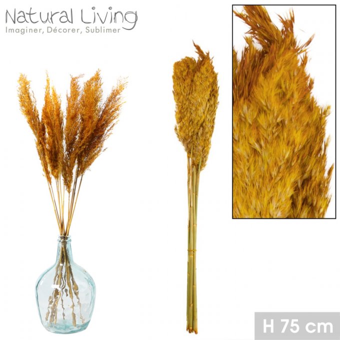 Fleurs séchées-Pampas teinte moutarde x10pcs