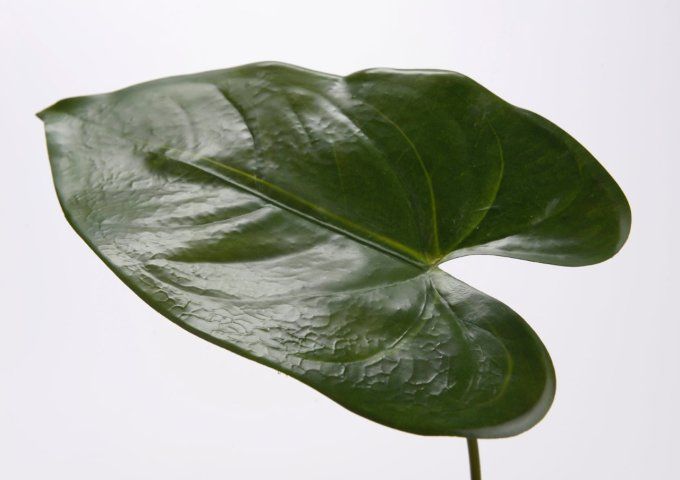 Feuille anthurium artificielle H.47cm
