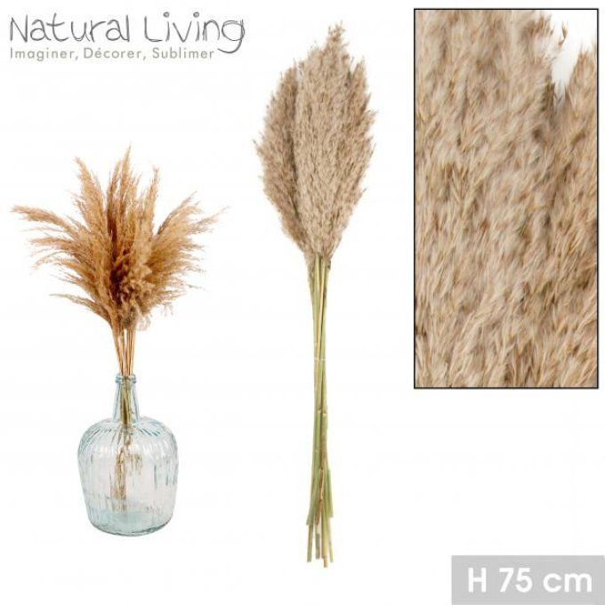 PAMPAS NATUREL X10PCS H65CM-H75CM