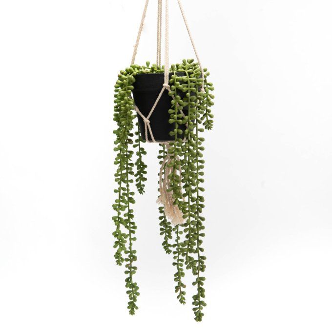 SEDUM POT H74 VE