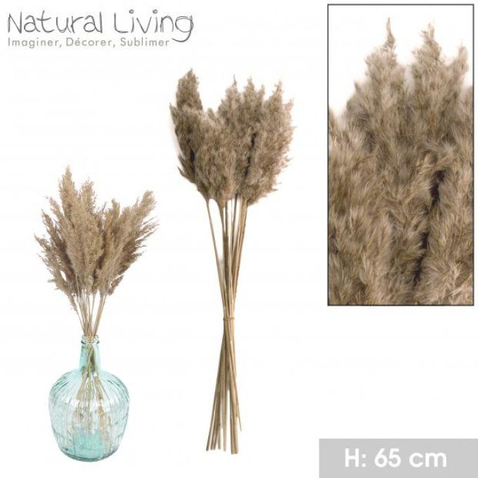 NATURAL LIVING - PAMPA NATUREL X20PCS H65-75cm 