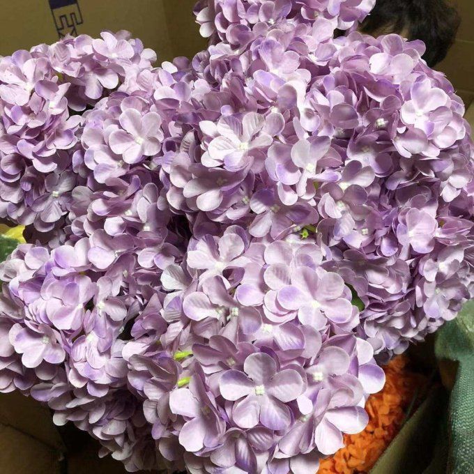 Hortensias différents coloris.