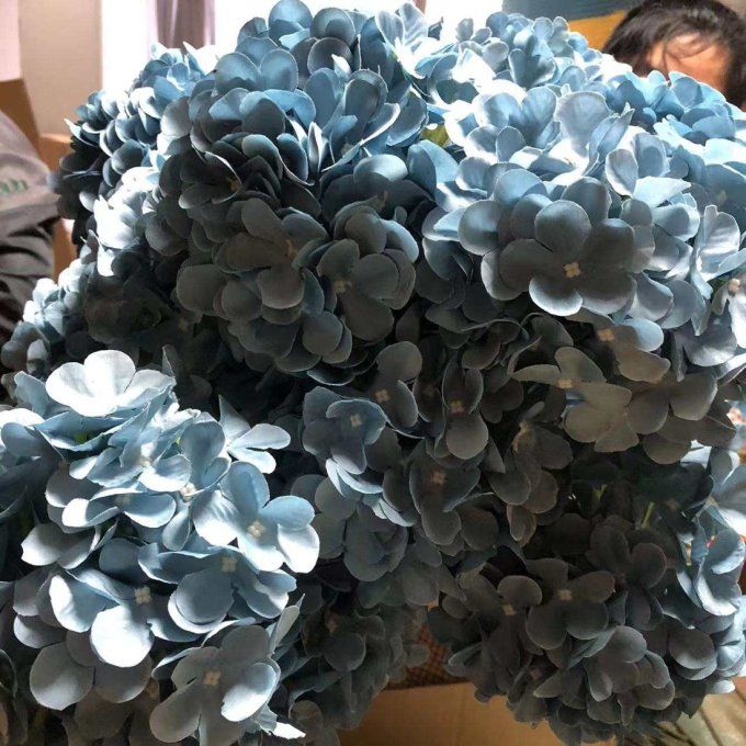 Hortensias différents coloris.