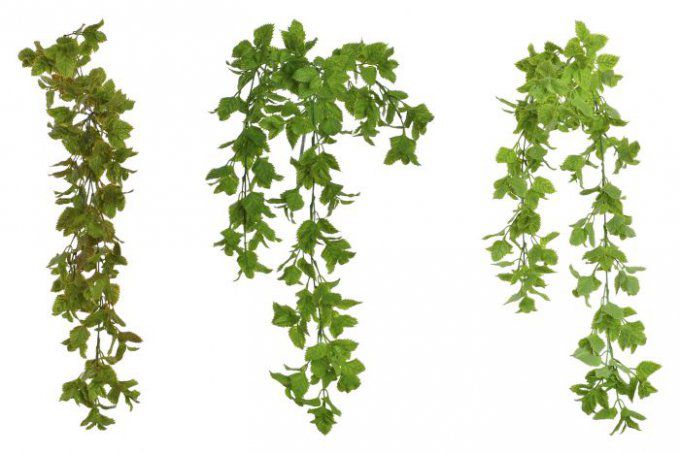 Plante à suspendre 10X10X79